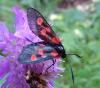 Zygaena (lonicerae-trifolii)